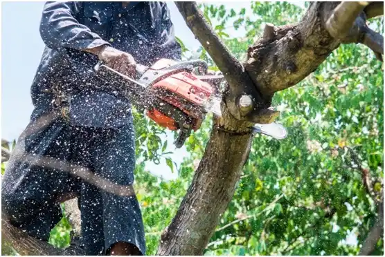 tree services Benton City